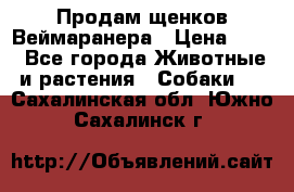 Продам щенков Веймаранера › Цена ­ 30 - Все города Животные и растения » Собаки   . Сахалинская обл.,Южно-Сахалинск г.